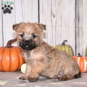 Neptune, Cairn Terrier Puppy